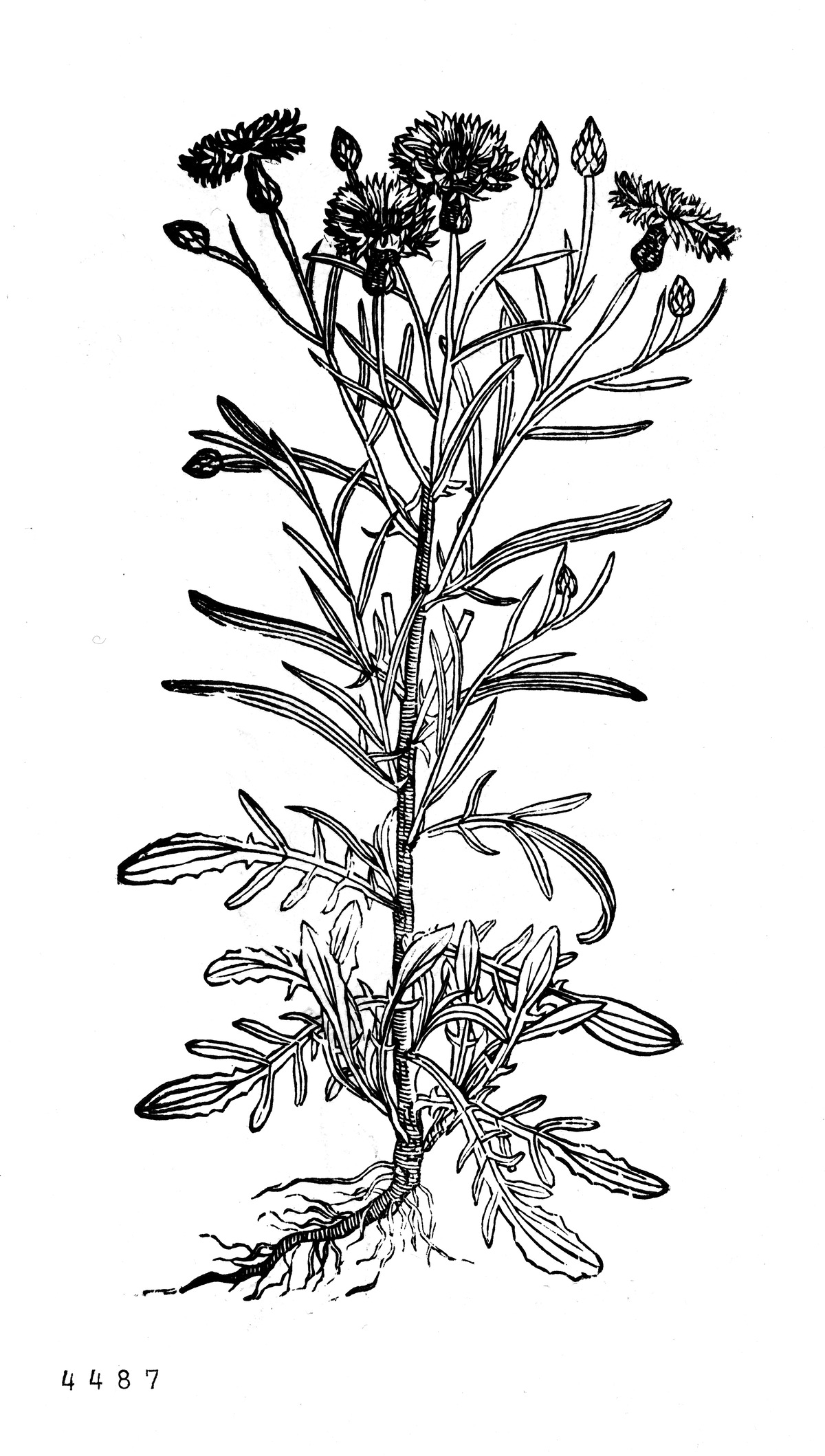 Korenbloem; wilde korenbloem; roggebloem [Centaurea cyanus]